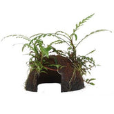 509 YCS Hygrophila pinnatifida with Coconuts